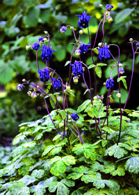 Aquilegia vulgaris 'Leprechaun Gold'